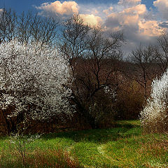 photo "Spring evening"