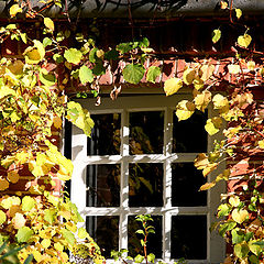 photo "Summer window"