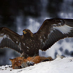 photo "Golden Eagel"