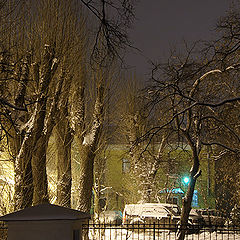 photo "Trees grow only at night"