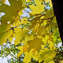 фото "The Pallete of autumne"