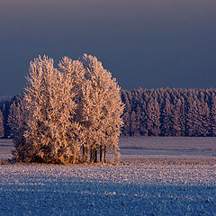 photo "Frost and sun. Wonderful day"