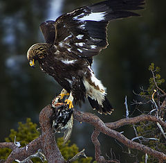 photo "Eagel"