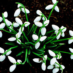 photo "Signs of spring"