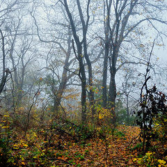 фото "Что скрывает осенний лес?"