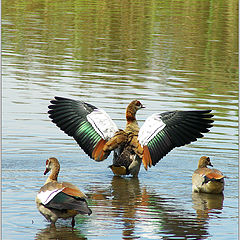 photo "Come fly with me"