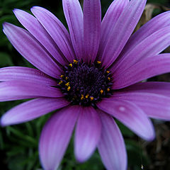 фото "Purple flower and Web"