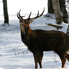 фото "Зов"