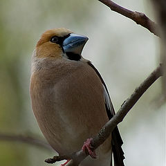 photo "The steel beak"