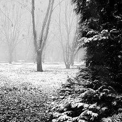 фото "Winter scene"