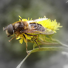 photo "макро.природа,пчела,лето"