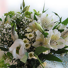 photo "White posy for Jose"