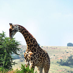 фото "Giraffe"