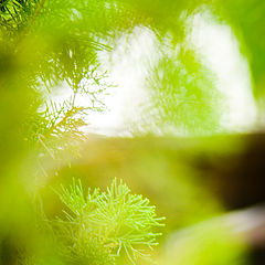 photo "through the tree"