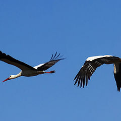 photo "Flying Stork"