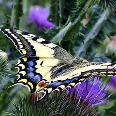 фото "Papilio machaon"