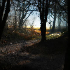photo "Shepherds' lane"
