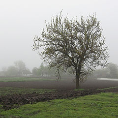 фото "Одинокое дерево"