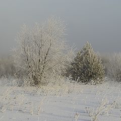 фото "Нежный этюд с туманом"