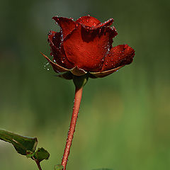фото "роса и роза"