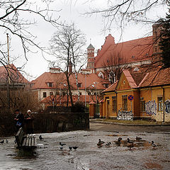 фото "...и старушки крошат..."