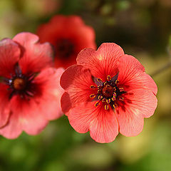 photo "With the Holiday of Spring, the woman! The beauty will save the world!"