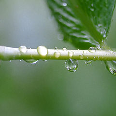 фото "dew drops"