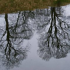 photo "Reflection."