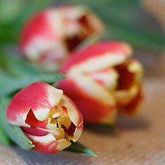 фото "Тюльпаны"