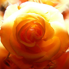 photo "Light and Shadow of the Rose"