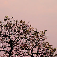 фото "shadow of tree"