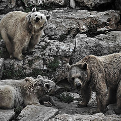 фото "Почти Шишкин"