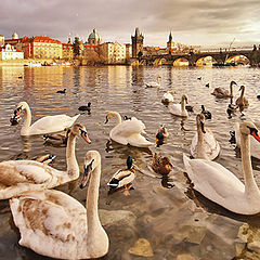 фото "Vltava Swans"