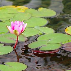 photo "Simple Lily"