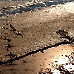 photo "The Paths of Birds and Men"