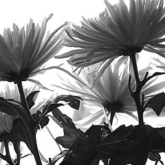 photo "Black and white watercolor"