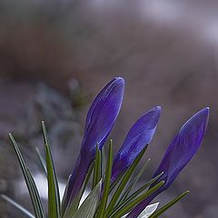 photo "krokus"