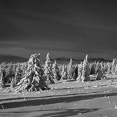 фото "В снегах"