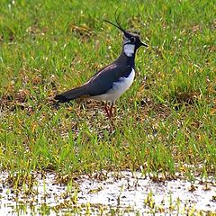 photo "Lapwing"