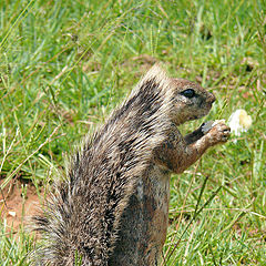 photo "Bushy Tail"