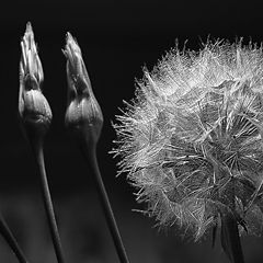 photo "The plot with dandelion"