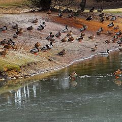 photo "birds"