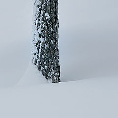 фото "a tree in the snow.."