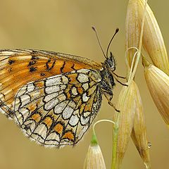 фото "Fritillary"