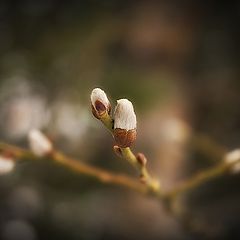 фотоальбом "flora&fauna"