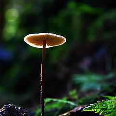 photo "Mushromm..."