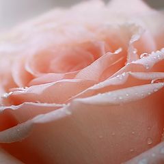 photo "Rose"