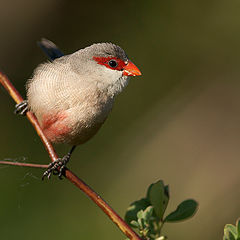 photo "Common Waxbill"