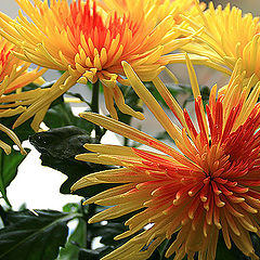 photo "The Chrysanthemums"