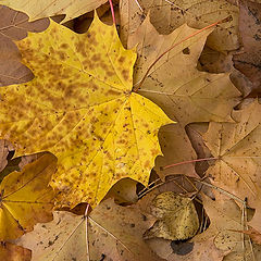 фото "Осенняя палитра."